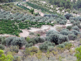 Vignes et oliviers dans le Priorat Catalan
